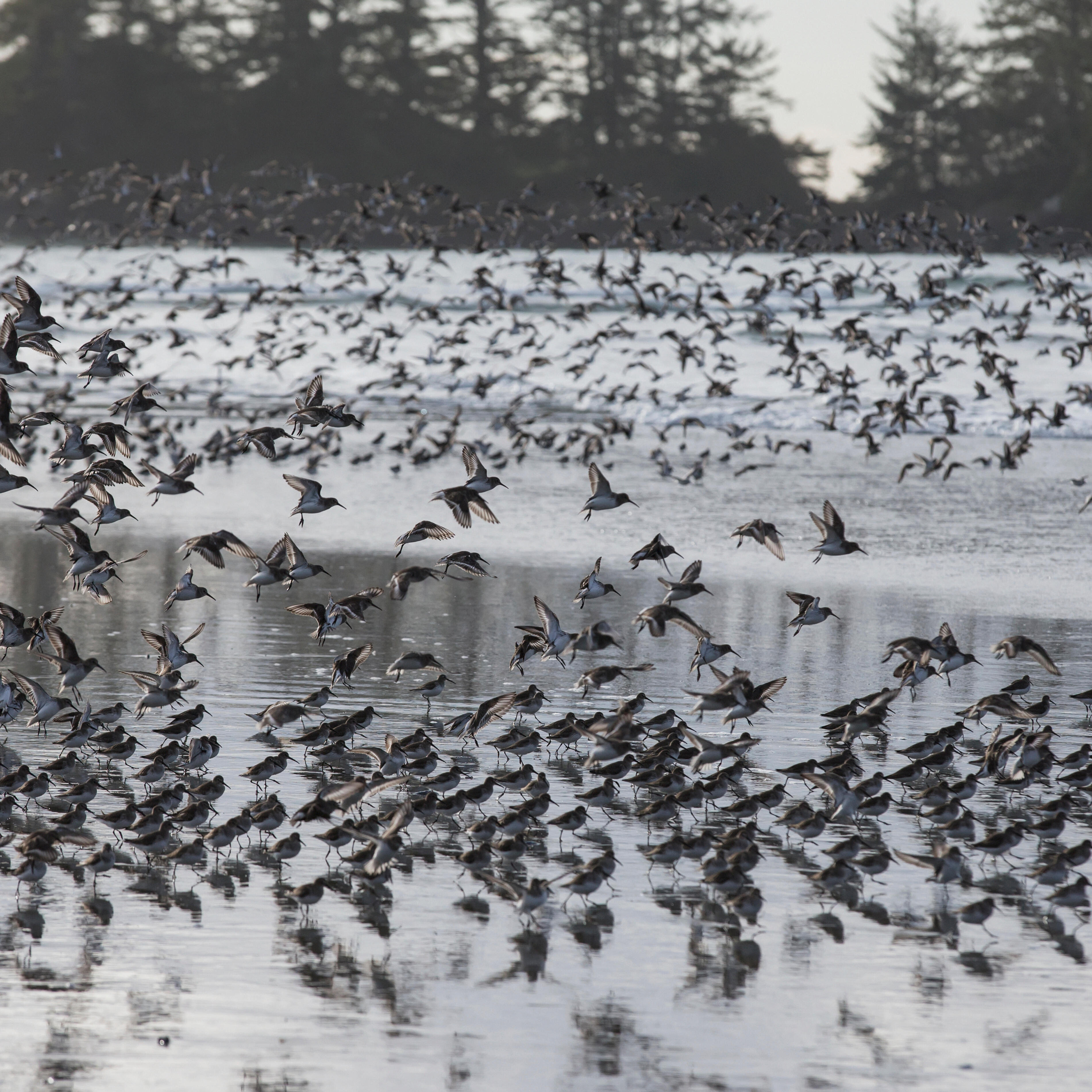 Shorebirds In Flight On Chesterman Beach;Tofino Vancouver Island British Columbia Canada