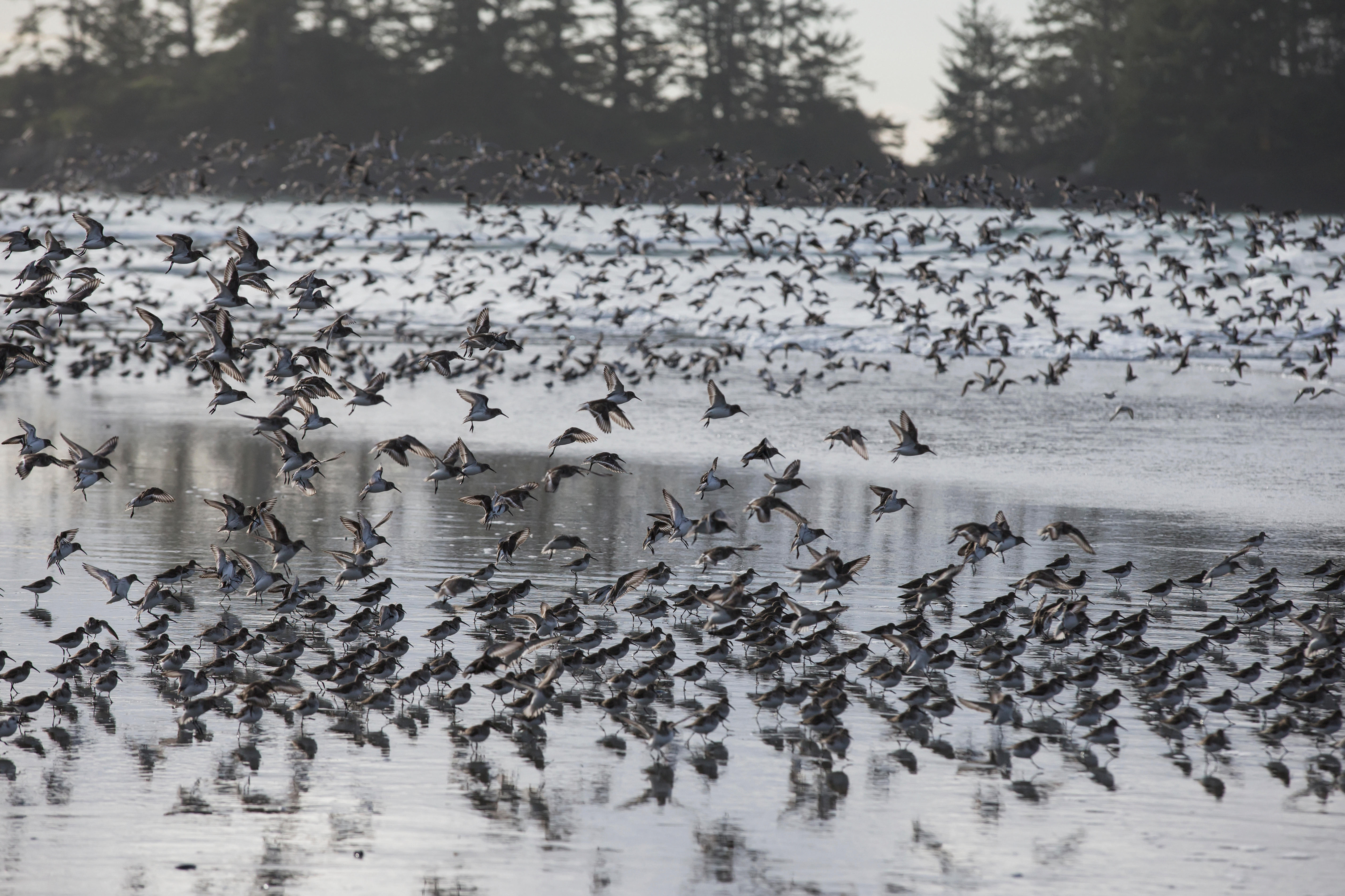 Shorebirds In Flight On Chesterman Beach;Tofino Vancouver Island British Columbia Canada