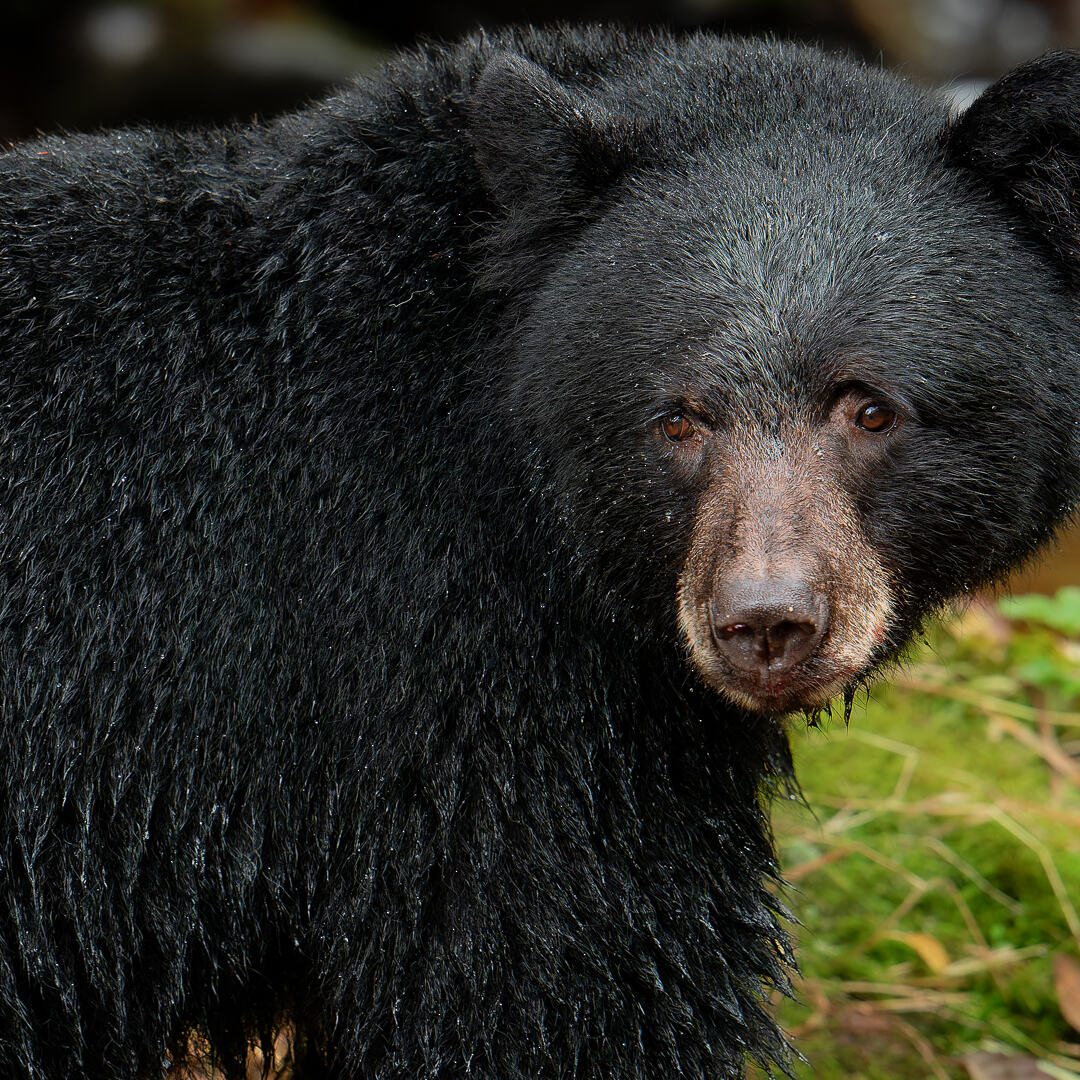 black bear close up on Vancouver Island